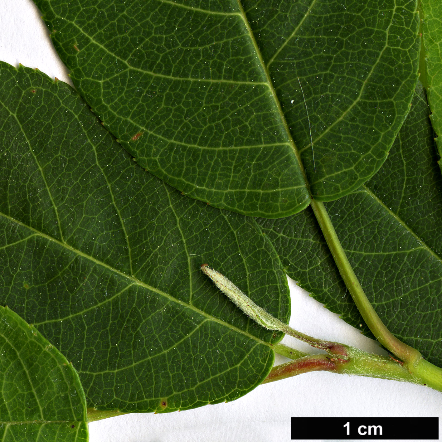 High resolution image: Family: Rosaceae - Genus: Amelanchier - Taxon: canadensis - SpeciesSub: ’Glenn Form’